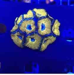 Pure Gold Acan 