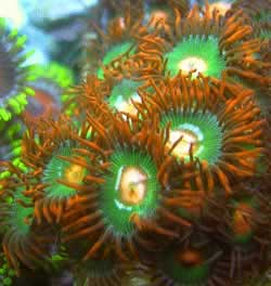 Zoanthid Coral Orbeez 